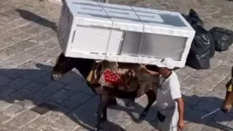 "Δεν είναι κακοποίηση αλλά η καθημερινότητα της Ύδρας": Τι απαντά ο δήμαρχος για τις εικόνες ντροπής με τα φορτωμένα γαϊδουράκια