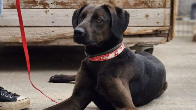 O Διόνυσος ήταν σίγουρα σε σπίτι και έχει εκπαιδευτεί: Είναι υπόδειγμα, ο τέλειος σκύλος - Είναι αμαρτία να μείνει στο καταφύγιο