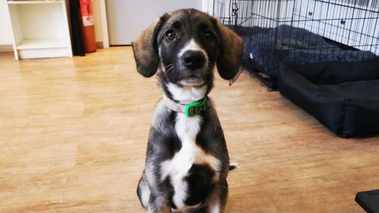 Η Μπρουκ έμαθε πια να χαλαρώνει και γίνεται ένα μικρό κουβαράκι και κοιμάται