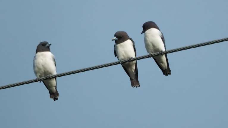 Κι όμως: Πολλές φωτιές ξεκινούν από πουλιά που παθαίνουν ηλεκτροπληξία - Ερευνα στις ΗΠΑ
