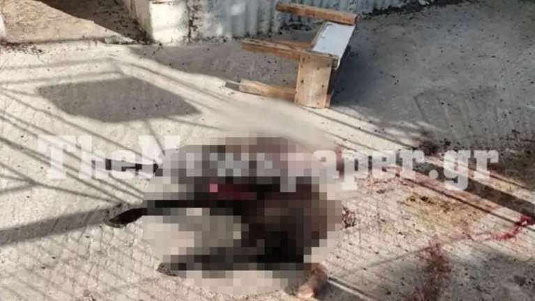 Σοκ στη Μαγνησία: Κατακρεούργησαν αρνάκι σε αυλή σπιτιού [εικόνες]