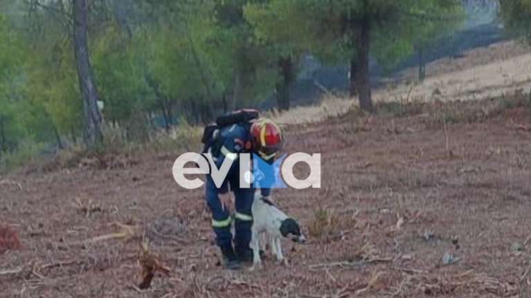 Φωτιές: Μια καταστροφή που δεν σταματά - Είναι αδιανόητο  τα ζώα να καίγονται ζωντανά - Μόνο εμάς έχουν