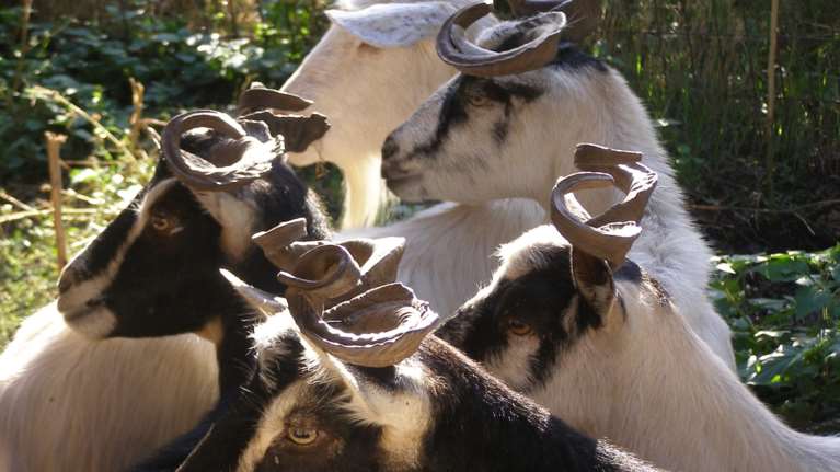 Ουλόκερος: Μια... αρχαία ελληνική γίδα, απειλείται με εξαφάνιση [εικόνες]