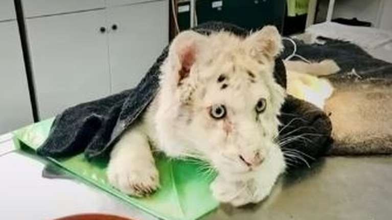 Ασχημα νέα για το λευκό τιγράκι: &quot;Eίναι παράλυτο στα πίσω άκρα, δεν έχει πολλές ελπίδες να ζήσει&quot;