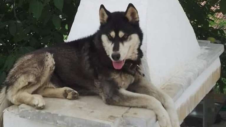 Απίστευτη κτηνωδία στην Αράχωβα: Έκλεψαν και κακοποίησαν χάσκι μέχρι θανάτου [βίντεο]