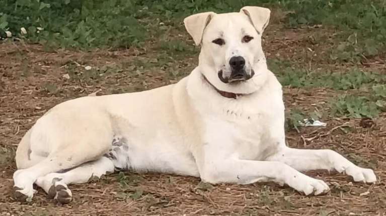 Σώστε ένα αδεσποτάκι: Ο Πήτερ (Παν) - Ενας μεγαλοκούταβος που λατρεύει τις λιχουδιές και τις αγκαλιές