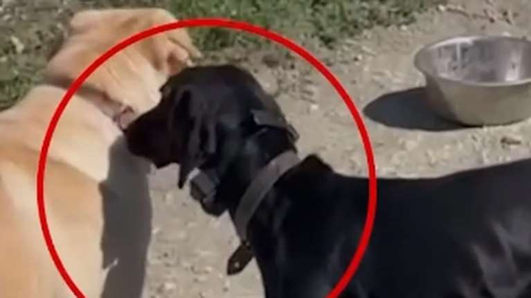 Βίντεο ντοκουμέντο: Βασανίζει τον σκύλο του με ηλεκτροσόκ για να τον υπακούει - Το ζώο ουρλιάζει από τον πόνο [βίντεο]