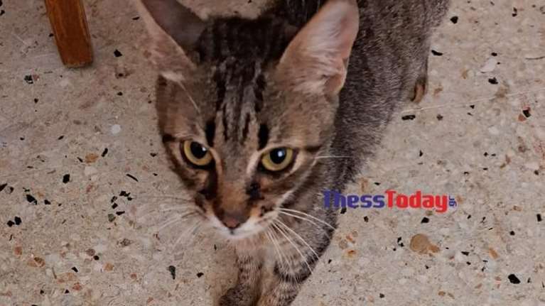 Νέα κτηνωδία στη Θεσσαλονίκη: Γατάκι βρέθηκε ακρωτηριασμένο στον Λαγκαδά - Το τρίτο στην περιοχή