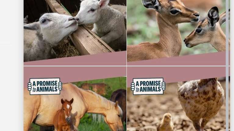 Αρκτούρος, A Promise to Animals και Ηθική Φάρμα: Χρόνια πολλά στη μητέρα κάθε πλάσματος -  Για κάθε σώμα η μητρότητα είναι η ίδια