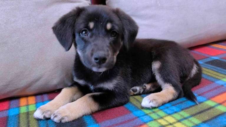 Η κουταβίτσα είναι άλλο ένα θύμα της αδιαφορίας των ανθρώπων: Βρέθηκε σε κούτα στα σκουπίδια στον Γέρακα