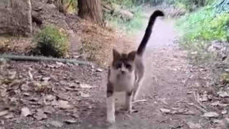 Ήρθε η ώρα να σας συστήσουμε τον Σούλη -  Εχει νευρολογικό... χάρισμα (για το οποίο δεν χρειάζεται αγωγή)