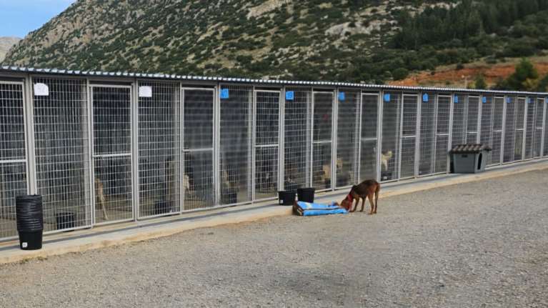 SGS: Αιχμηρή ανάρτηση για το κυνοκομείο Τρίπολης - &quot;Ως πότε οι μέρες αναλγησίας του κράτους θα μετρώνται σε ζωές&quot;