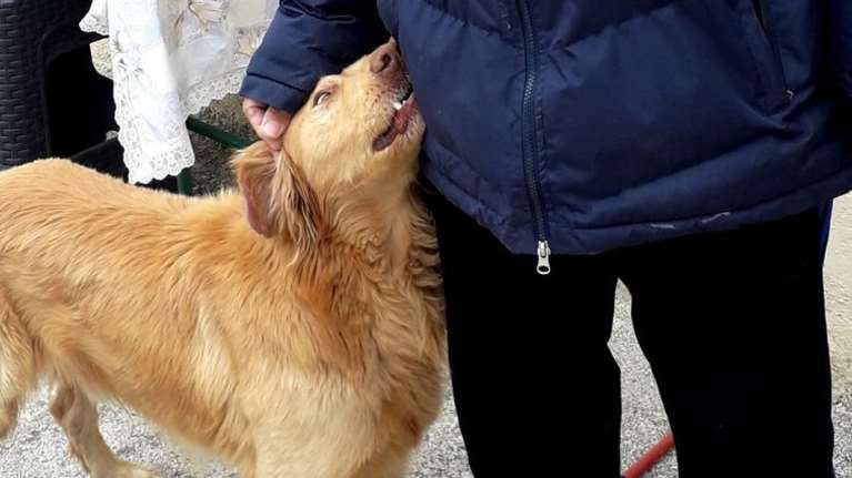 Σεισμός Ελασσόνας: Αλεξ, ο σκύλος "φύλακας άγγελος" έσωσε οικογένεια - Τους τράβαγε από το πόδι και τους έβγαλε από το σπίτι