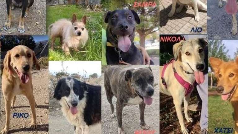 Το πρώτο Σάββατο του Νοέμβρη είναι ηλιόλουστο - Ευκαιρία για βόλτα στo Χαλάνδρι, στο Παζάρι των Φίλων των Ζώων