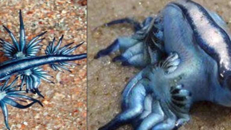 Σκορπάει τρόμο στην Ισπανία ο &quot;μπλε δράκος&quot;: Έκλεισε και δεύτερη παραλία