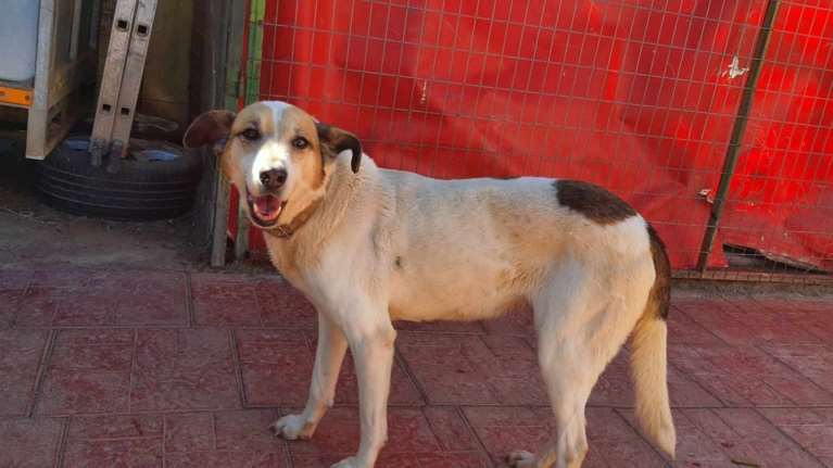 Η Μυρτούλα, τα περισσότερα χρόνια της ζωής της, δεν είχε δεχτεί το παραμικρό χάδι