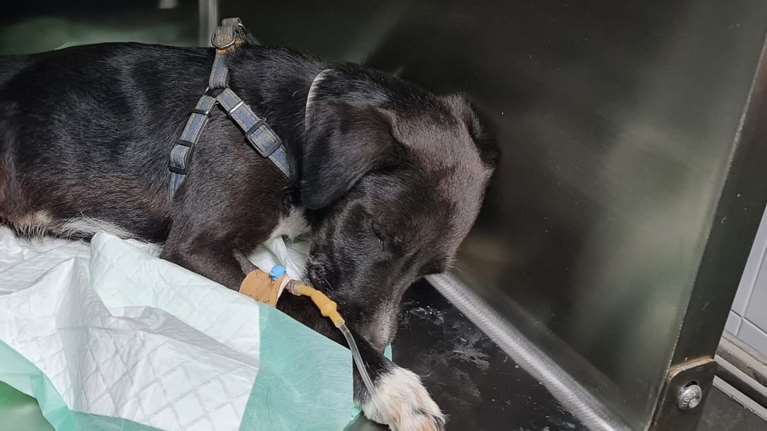 Αδιανόητη κτηνωδία στην Κρήτη: Επιχείρησαν να ευνουχίσουν σκύλο με μεταλλικό tire up - Προσοχή σκληρές εικόνες