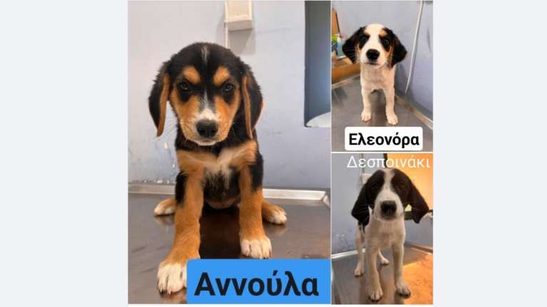 Τρία μωρά κουταβάκια βρέθηκαν μόνα κι έρημα στην Παιανία: Βοηθήστε τα έστω με κοινοποιήσεις