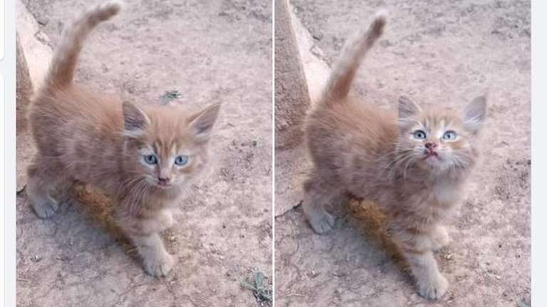 Ο αμμομπεζκανέλο-χνουδόμπαλας με μάτια από το σύμπαν - Εχετε δει ομορφότερο;