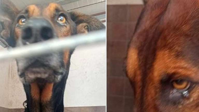 Εκκληση βοήθειας για τα σκυλάκια του Δήμου Αγ. Δημητρίου που &quot;λιώνουν&quot; σε κλουβιά - &quot;Περιμένουν να γεράσουν και να πεθάνουν&quot;