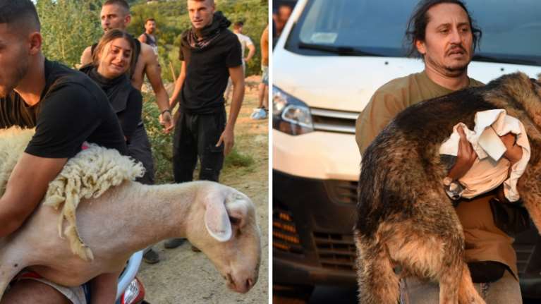 Εικόνες που συγκλονίζουν στην Αχαΐα - Παίρνουν αγκαλιά τα ζώα τους για να τα σώσουν