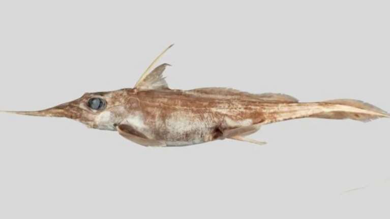 Νέο είδος καρχαρία - φάντασμα ανακαλύφθηκε στη Νέα Ζηλανδία: &quot;Συναρπαστικό&quot; εύρημα λένε οι επιστήμονες