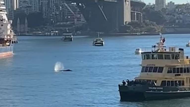 Μια φάλαινα... χαλαρή και ανενόχλητη κολυμπάει στο λιμάνι του Σίδνεϊ ανάμεσα σε πλοία [βίντεο]