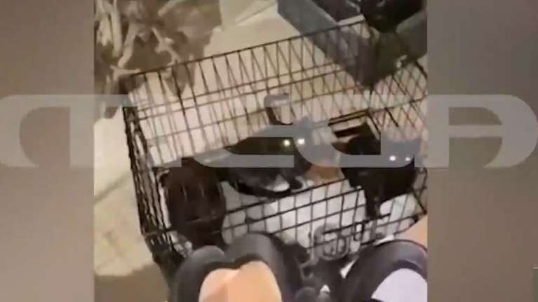 Κορωπί: Σοκάρουν οι καταγγελίες για τα σκυλιά και τις γάτες στο κτήμα της απάτης - Ζούσαν σε κλουβιά, δεμένα, μέσα σε ακαθαρσίες