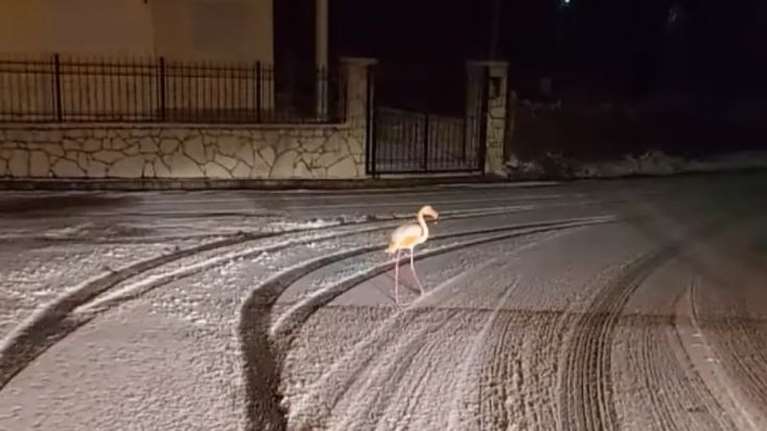 Ένα φλαμίνγκο κάνει... βόλτες στους χιονισμένους δρόμους της Ευρυτανίας [Εικόνες - Βίντεο]