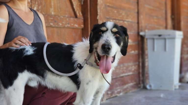 Ο Κόζμο υποσιτισμένος και ξεχασμένος και αυτός στο Δημοτικό Κυνοκομείο Τρίπολης