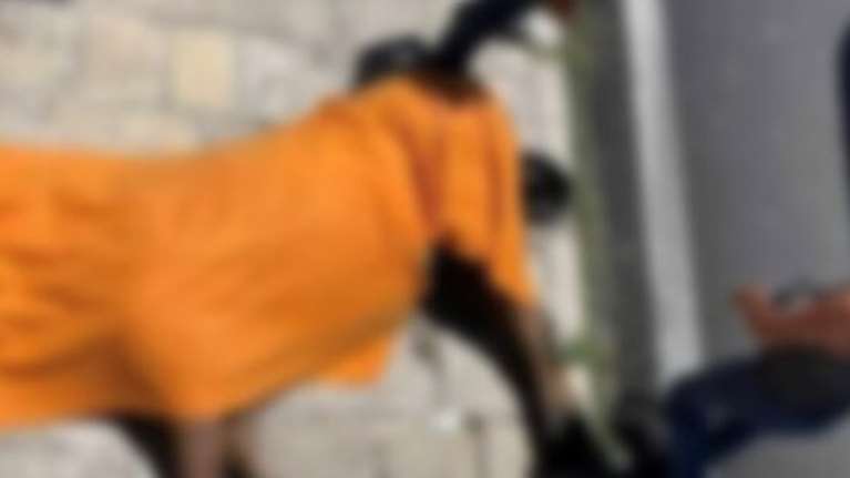 Κέρκυρα: Παρέμβαση του Αρείου Πάγου για το άλογο που ξεψύχησε- Έρευνα για χτυπήματα και το φορτίο που έσερνε