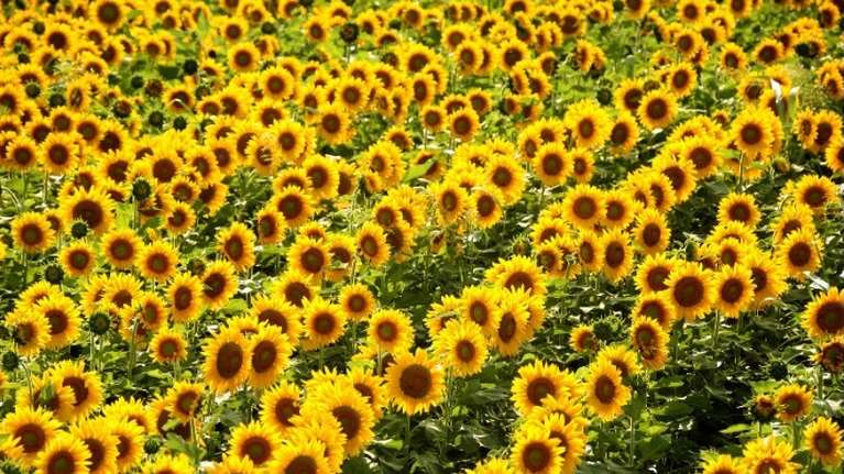 Ανησυχία για τις ελλείψεις σε ηλιέλαιο λόγω Ουκρανίας: Εκτοξεύονται οι τιμές - Ψάχνουν εναλλακτική στη Βουλγαρία