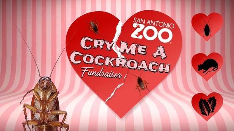 Δίνεις σε μια κατσαρίδα το όνομα του/της πρώην σου και την ταΐζεις σε ένα άγριο ζώο - Η απίθανη έμπνευση ζωολογικού κήπου