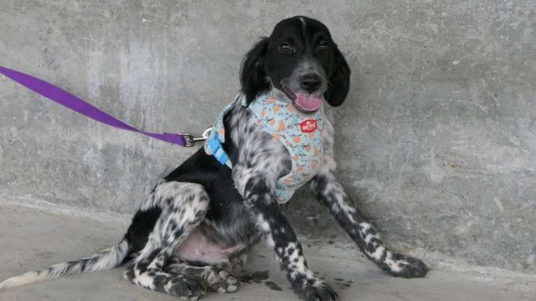 Σώστε ένα αδεσποτάκι: Ξέρετε άλλον που από τη χαρά του που σας βλέπει τού φεύγει πίπι;