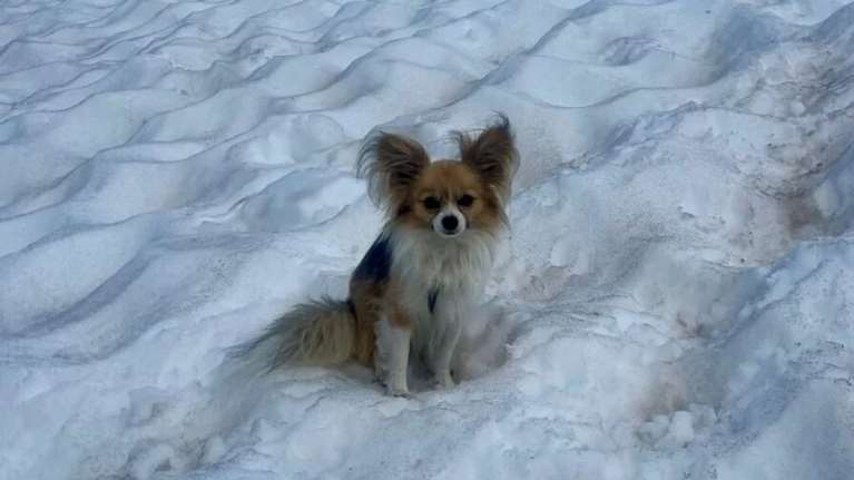 Τσιουάουα σε ρόλο Αγίου Βερνάρδου: Πώς ο μικρός σύντροφος άνδρα που έκανε πεζοπορία στις Άλπεις τον έσωσε όταν έπεσε σε σχισμή