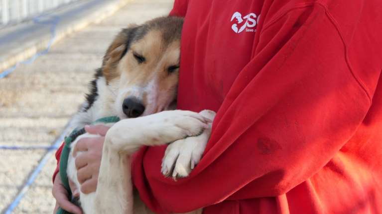 Σώστε ένα αδεσποτάκι - Μιρέλλα: Λιώσαμε -  Σε αγκαλιάζει και σε... γραπώνει με τα πόδια για να μην της φύγεις