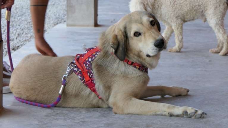 Σώστε ένα αδεσποτάκι: Τη χαϊδεύεις και δεν χορταίνει και δεν χορταίνεις ούτε εσύ - Χάιδευεεε