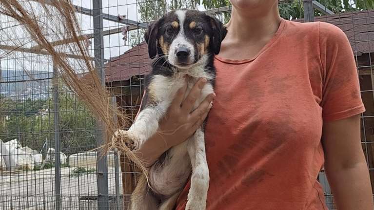 Σώστε ένα αδεσποτάκι: Η Μαργκό, από το κυνοκομείο της Τρίπολης - Χρειάζονται περιγραφές και συστάσεις;