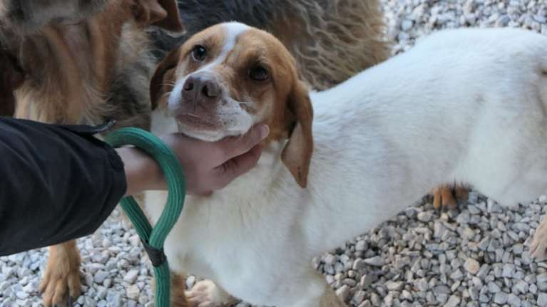 Σώστε ένα αδεσποτάκι: Ο Ρίκο, είναι αλήθεια... χορεύει - Χαρείτε το θέαμα, απολαύστε τη χορογραφία - Το έχουμε σε βίντεο