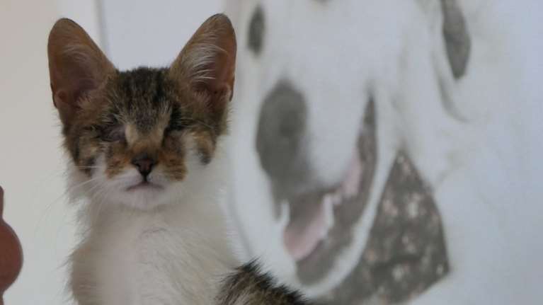 Σώστε ένα αδεσποτάκι:  Η Acumba είναι Ιδέα και Εμπνευση μαζί - Το μόνο που δεν μπορεί είναι να ζει αδέσποτη