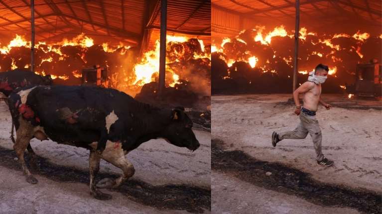 Συγκλονιστικές εικόνες του Reuters από τη φωτιά στο Σέσκλο Μαγνησίας: Μισοκαμένες αγελάδες τρέχουν να σωθούν