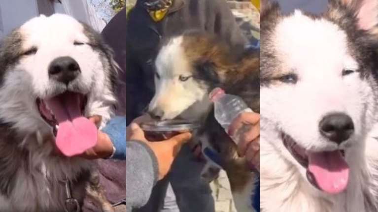 Τουρκία: Θαύμα στα συντρίμμια του σεισμού - Σκύλος βρέθηκε ζωντανός έπειτα από 22 μέρες