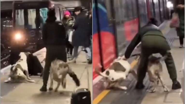 Στιγμές πανικού στο μετρό του ανατολικού Λονδίνου: Δύο αμερικανικά μπούλι ξεφεύγουν από την ιδιοκτήτριά τους [Βίντεο]