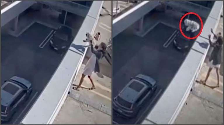 Φρίκη: Πέταξε το μαλτεζάκι της από την ταράτσα πολυώροφου κτιρίου - &quot;Του έκανα χάρη επειδή το κακοποιούσα&quot;