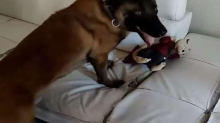 Θεσσαλονίκη: Ο σκύλος "Booker" οδήγησε στη σύλληψη μητέρας και γιου για διακίνηση ναρκωτικών [βίντεο]