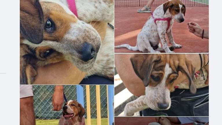 Ποιος μπόρεσε και πέταξε ένα μωρό με ζάρες στον δρόμο: Ο Mπόνο είναι ένα αφράτο, χαριτωμένο μπεμπέ