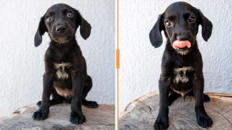 Σώστε ένα αδεσποτάκι: Είναι φάτσα - Και όμως τον παράτησαν σε κάδο σκουπιδιών [Θαυμάστε πόζες]