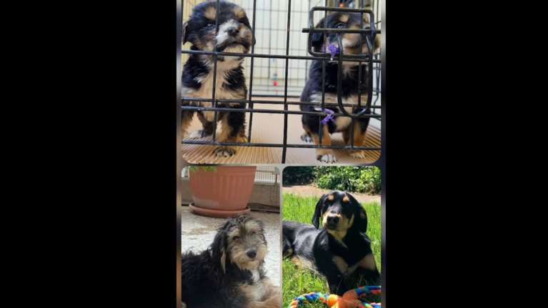 O Ντόνατ και ο Μπουρίτο από την Πρέβεζα έζησαν το θαύμα - Υιοθετήθηκαν και μεγάλωσαν με τις οικογένειές τους