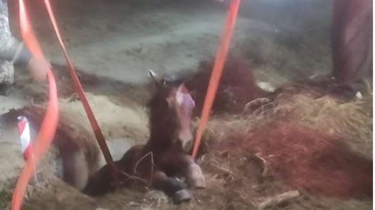 Σέρρες: Αψήφησαν την παγωνιά και έστησαν μέσα στη νύχτα επιχείρηση για να σώσουν άλογο που έπεσε σε φρεάτιο