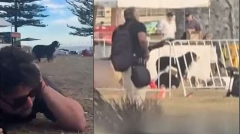 Μακελειό στο Σίδνεϊ: Συγκινεί η πιστή σκυλίτσα που έμεινε δίπλα στο νεκρό αφεντικό της στην παραλία Μπόνταϊ